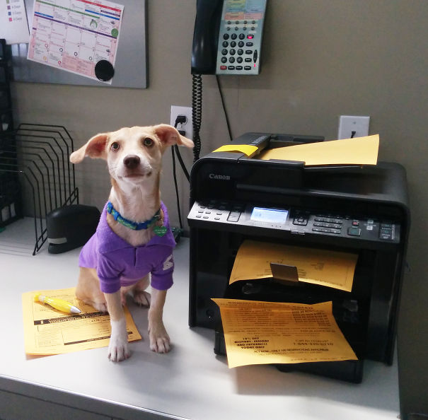 Zappy Is Handling The Faxes Today!