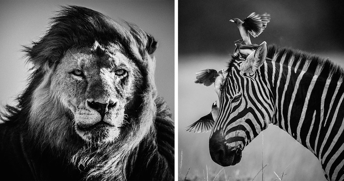 Dramatic Black And White Photos Of African Wildlife By Laurent Baheux |  Bored Panda