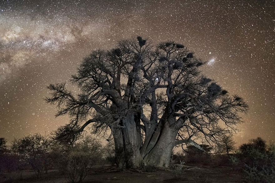 ancient-oldest-trees-starlight-photography-beth-moon-10