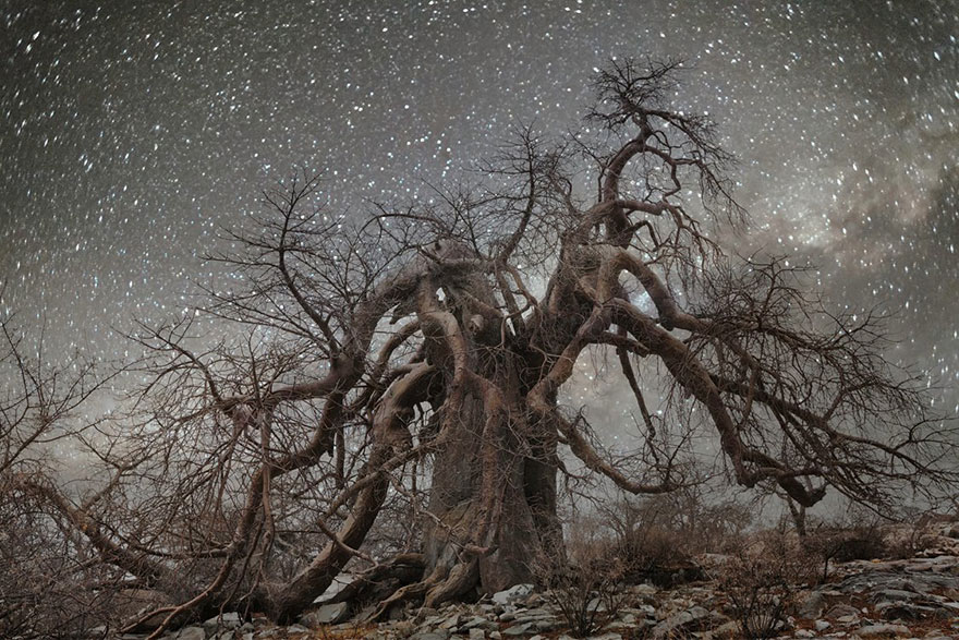 Beth Moon Photographs The World's Oldest Trees Illuminated By Starlight