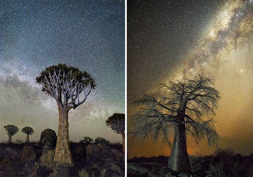 ancient-oldest-trees-starlight-photography-beth-moon-2