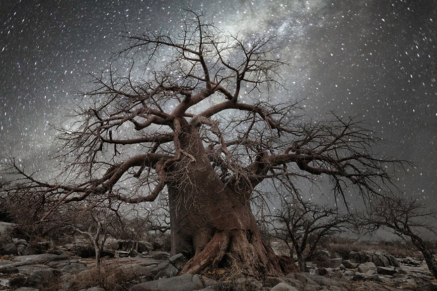 ancient-oldest-trees-starlight-photography-beth-moon-3