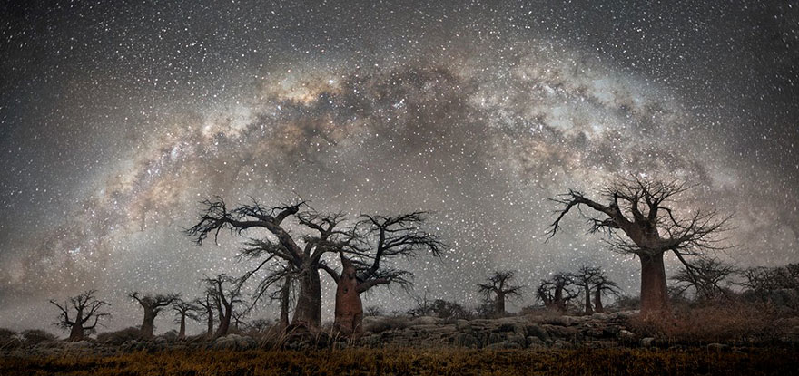 ancient-oldest-trees-starlight-photography-beth-moon-5