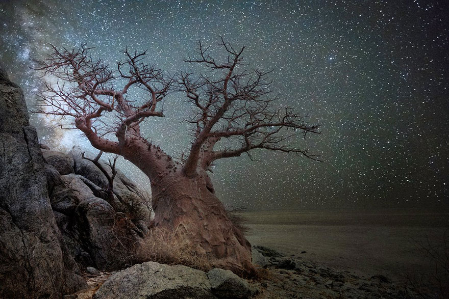 ancient-oldest-trees-starlight-photography-beth-moon-6