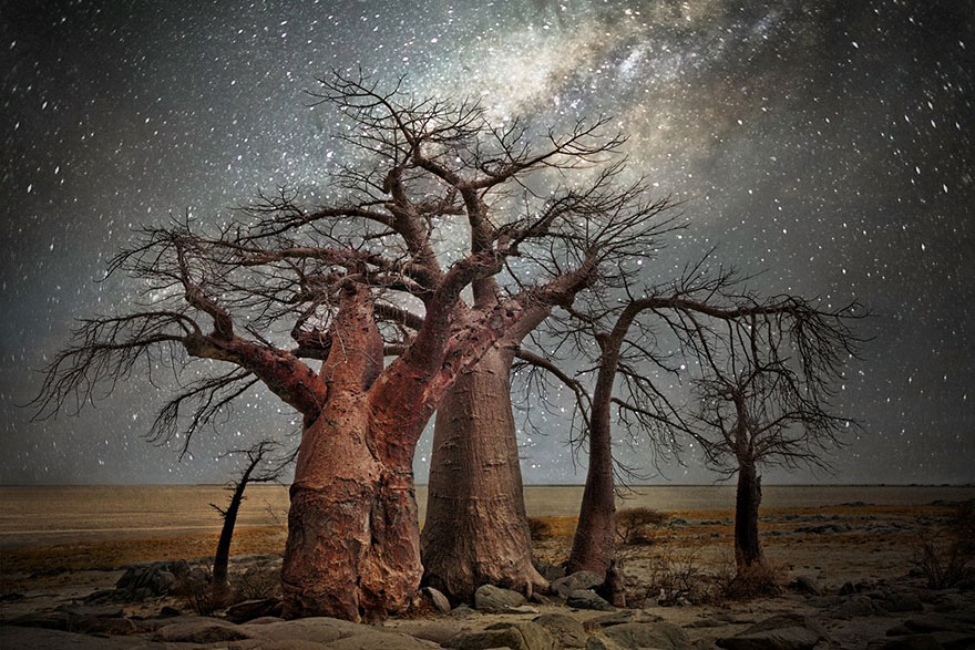 ancient-oldest-trees-starlight-photography-beth-moon-7