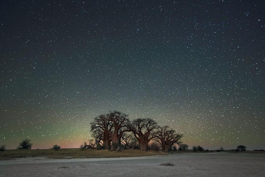 Beth Moon Photographs The World's Oldest Trees Illuminated By Starlight
