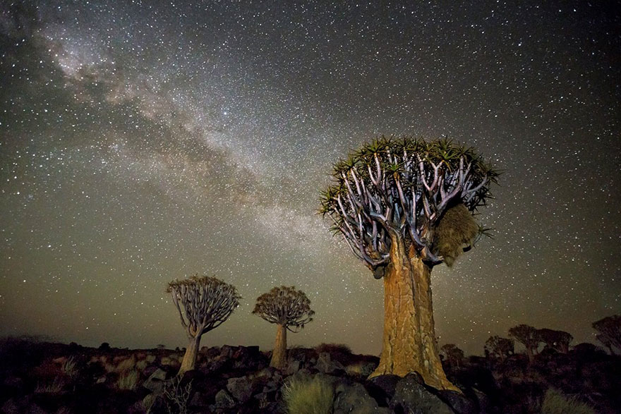 ancient-oldest-trees-starlight-photography-beth-moon-9