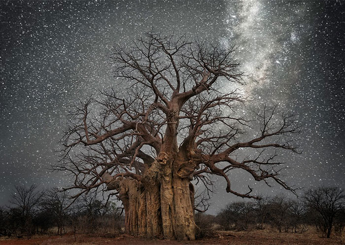 Beth Moon Photographs The World’s Oldest Trees Illuminated By Starlight