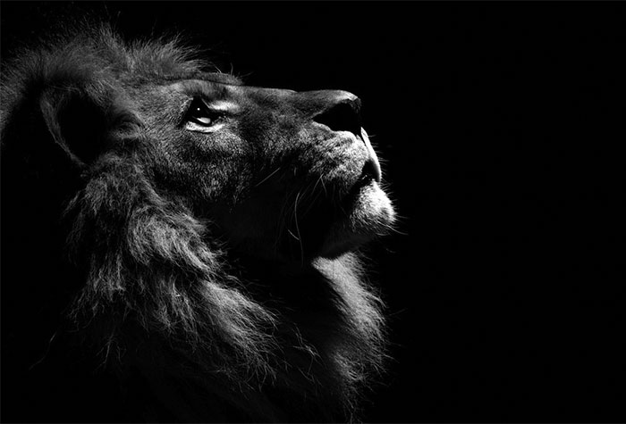 These B&W Animal Portraits Were All Shot In A Local Zoo