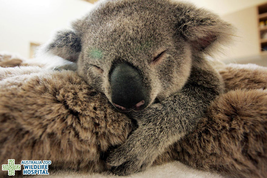 Baby Koala Hugs Unconscious Mom During Life-Saving Surgery