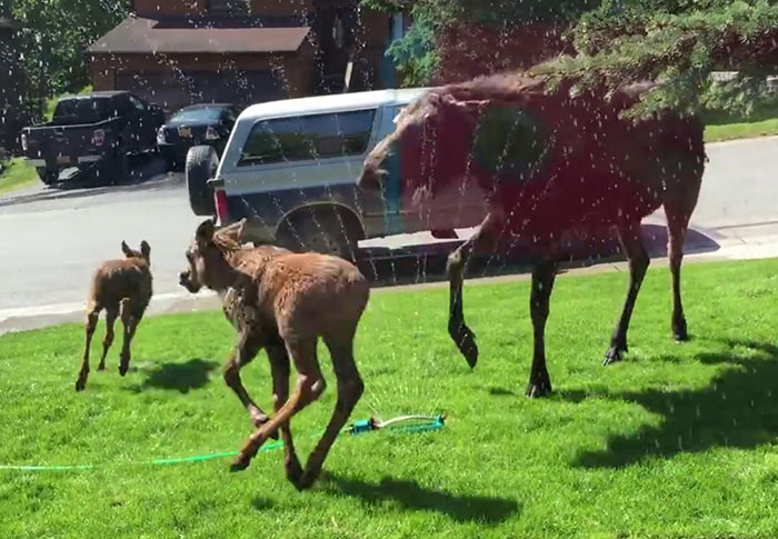Moose Family Jumps For Joy When A Woman Saves Them From Alaskan Heatwave