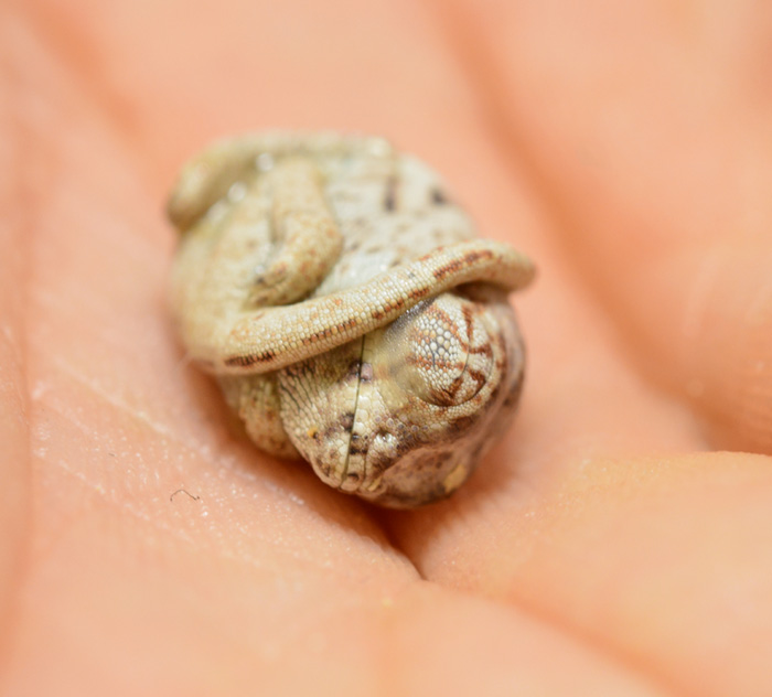 Seconds-Old Baby Chameleon Doesn't Realize He's Out Of His Egg