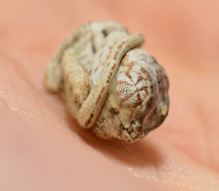 Seconds-Old Baby Chameleon Doesn't Realize He's Out Of His Egg