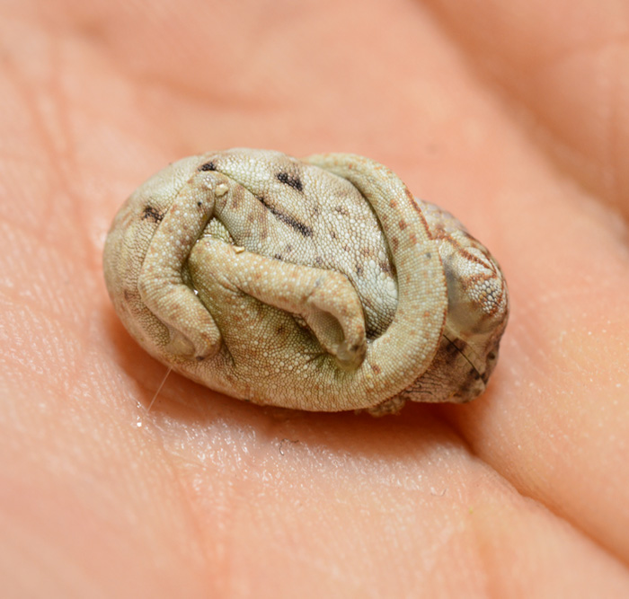 Seconds-Old Baby Chameleon Doesn't Realize He's Out Of His Egg | Bored