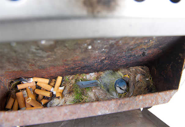Blue Tits Nest In An Ashtray