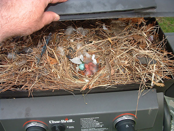 Bird Nest In Gas Grill