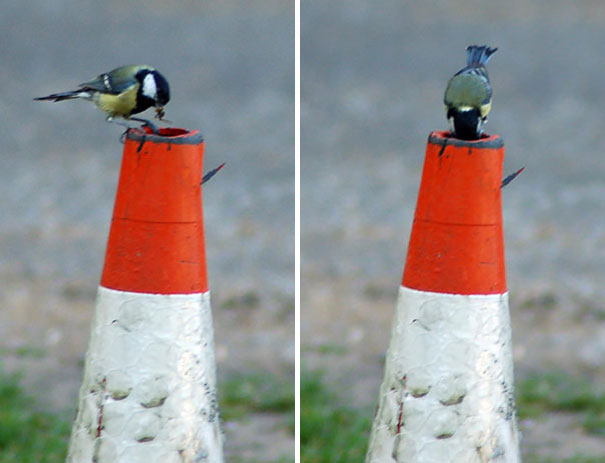 A Pair Of Great Tits And Their New Family Have Nested In A Traffic Cone