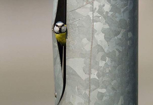 Blue Tit Makes Its House In A Lamp Post