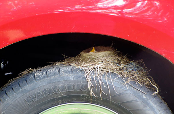 American Robin Nesting On A Truck Tire