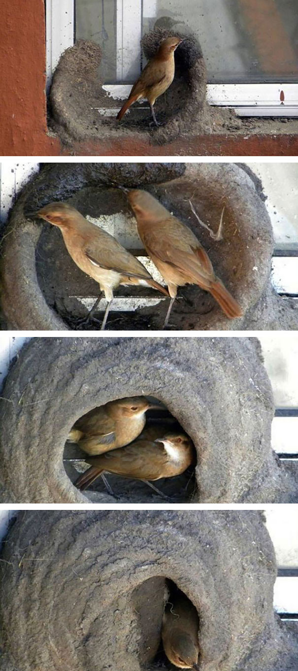 South American Ovenbirds Building Their Nests Out Of Clay Or Mud On The Window