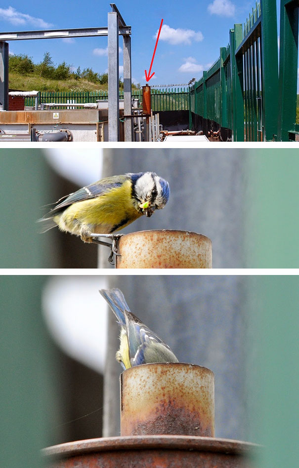 Blue Tit Nesting Inside Exhaust Pipe