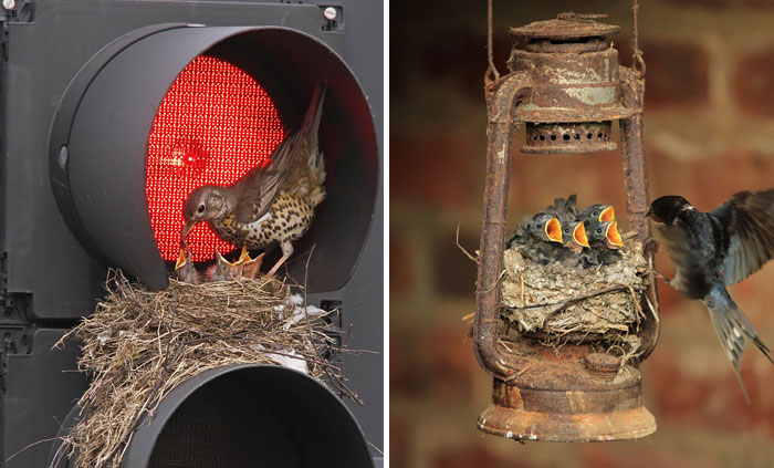 59 Unusual Bird Nests Built In The Weirdest Places