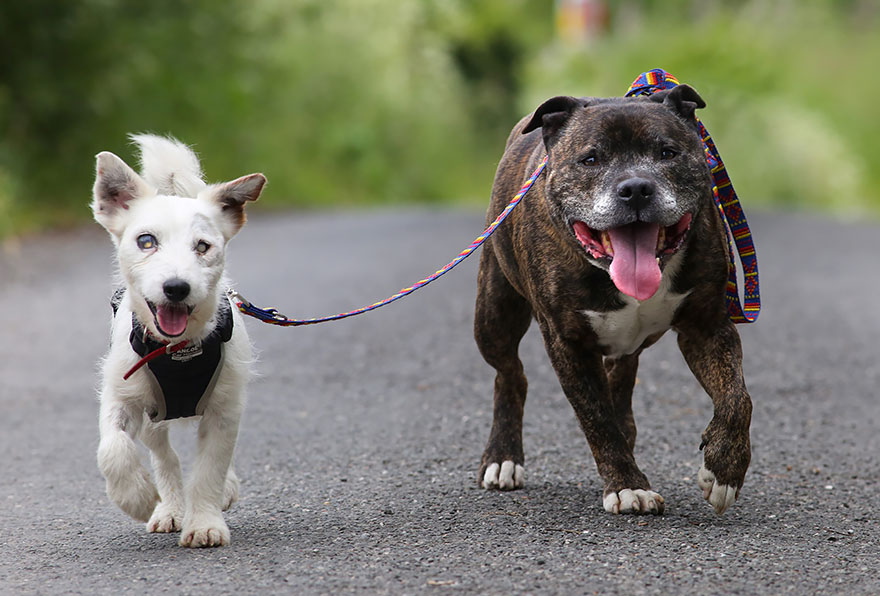 blind-dog-guide-best-friends-abandoned-rescued-stray-aid-shelter-glenn-buzz-1