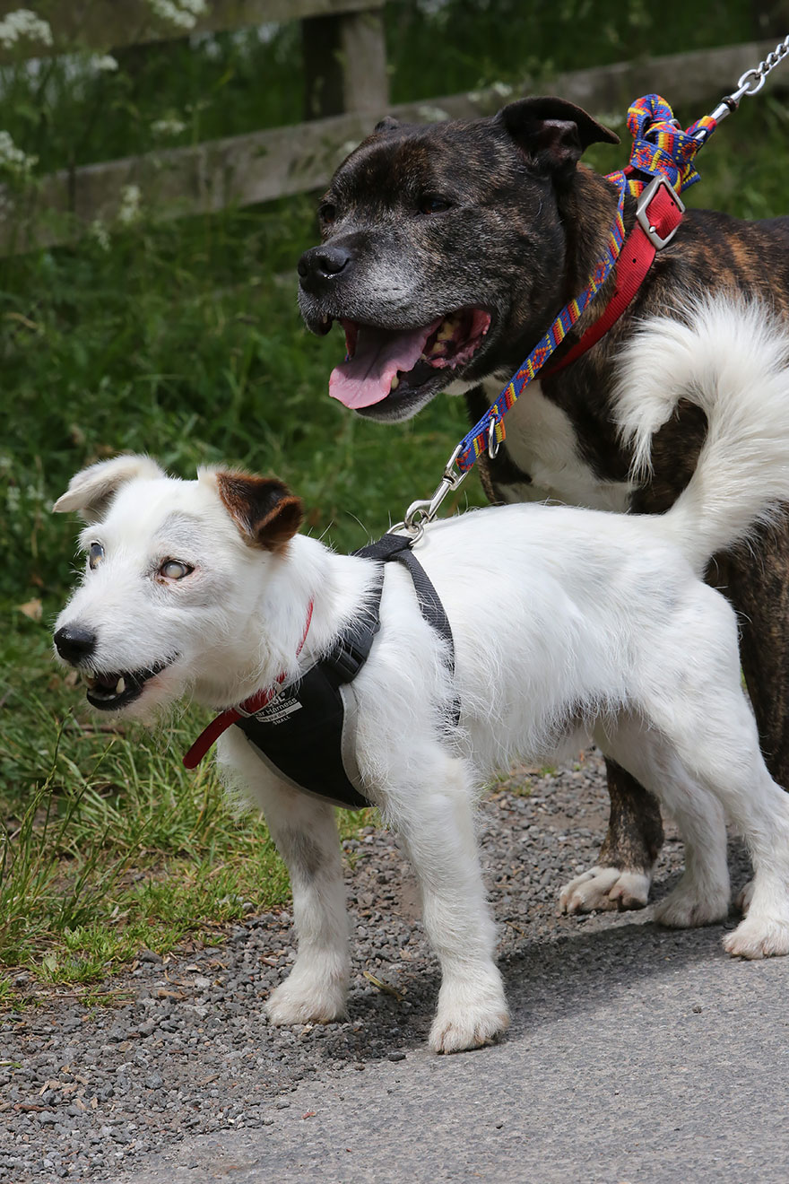 blind-dog-guide-best-friends-abandoned-rescued-stray-aid-shelter-glenn-buzz-2