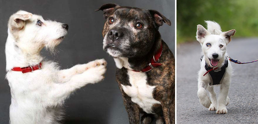 This Blind Dog Has His Own Seeing-Eye Guide And They're Looking For A Home