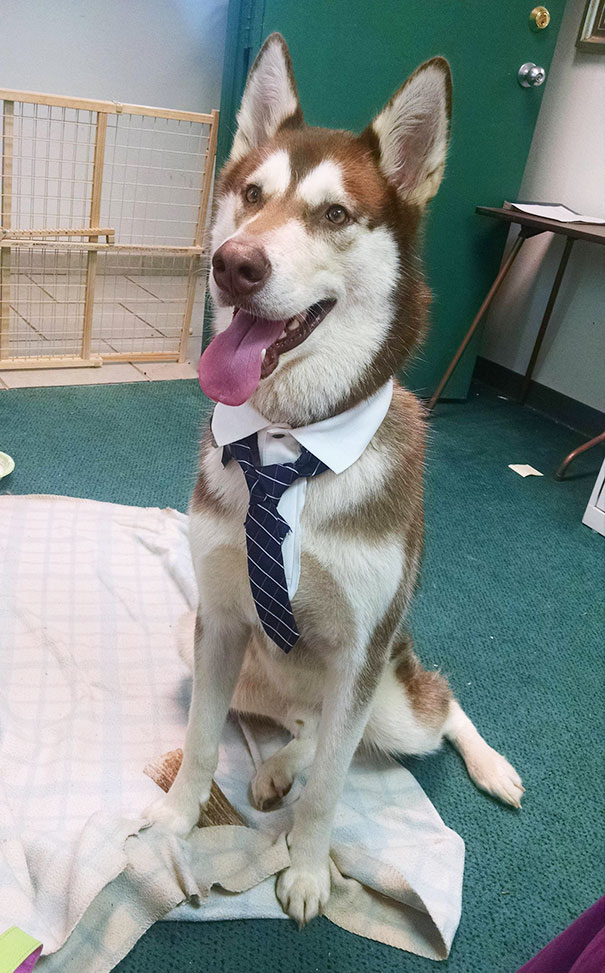 Today Is Bring Your Dog To Work Day. My Malamute Dressed For The Occasion