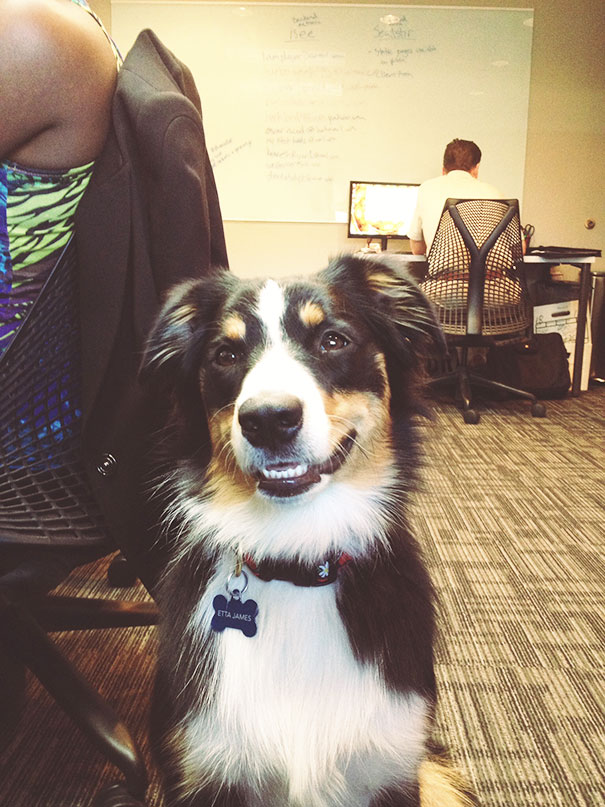 A Visit From The Office Dog