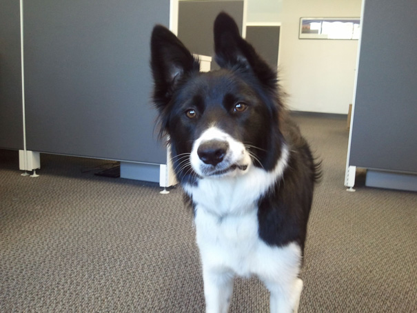 Our Office Dog Comes To My Desk And Makes This Face At Me Every Day