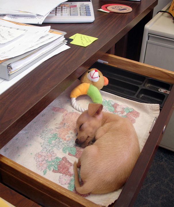 Office Desk Puppy Just Wants To Sleep