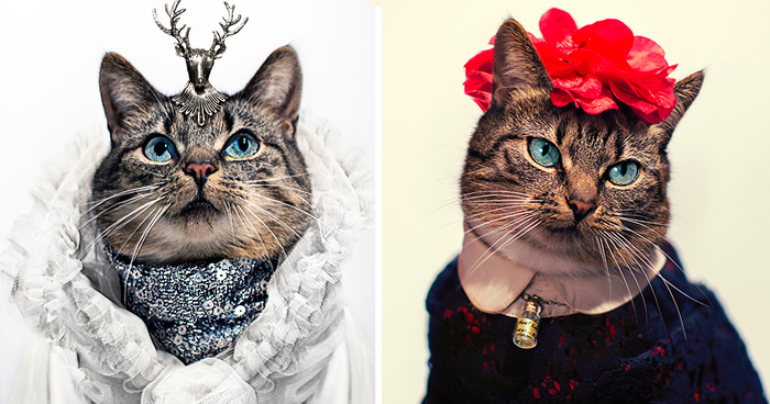 My Leukemic Cat Is The Greatest Fashion Diva Of All Time | Panda