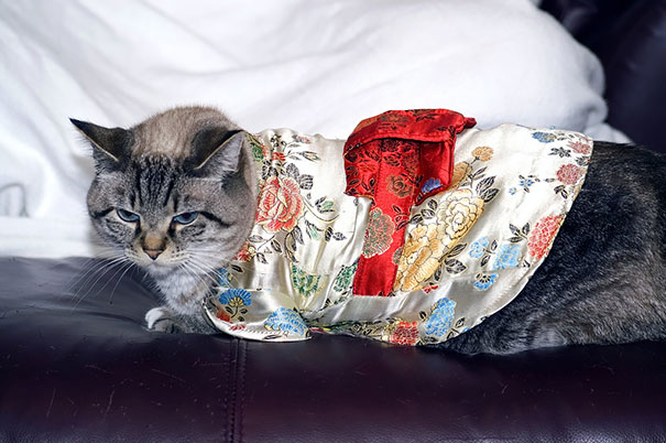Kimono Cat