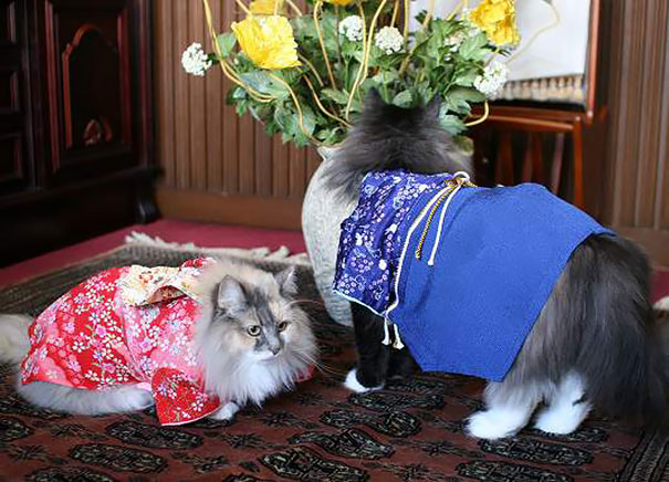 Kimono Cat