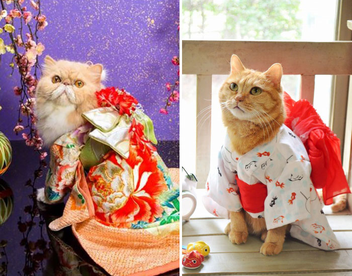 Cats In Kimonos Are A Thing In Japan