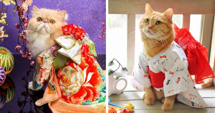 Koncentration centeret Månens overflade Cats In Kimonos Are A Thing In Japan | Bored Panda