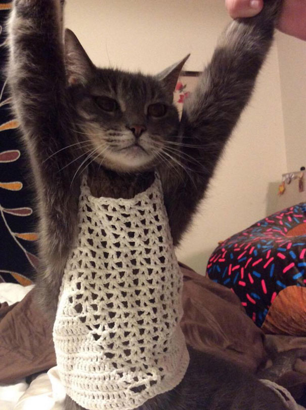 Mom Dresses Cat In Daughter's New Bra Top To Show How Ridiculously Small It Is