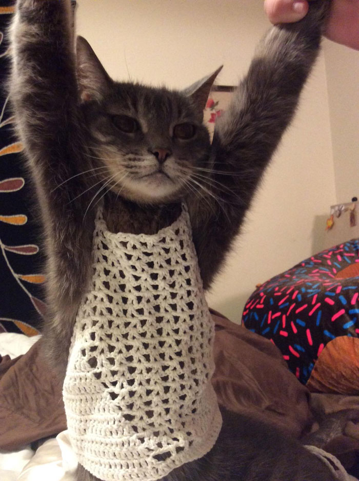 Mom Dresses Cat In Daughter’s New Bra Top To Show How Ridiculously Small It Is