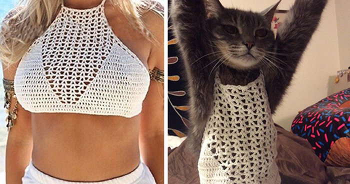 Mom Dresses Cat In Daughter's New Bra Top To Show How Ridiculously