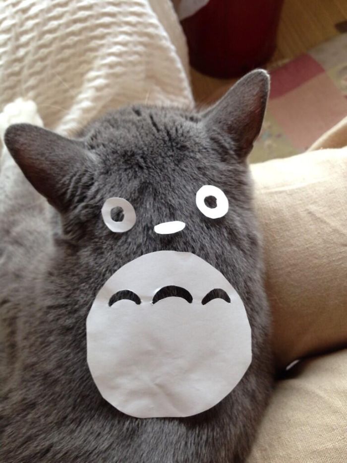 Totoro Cat