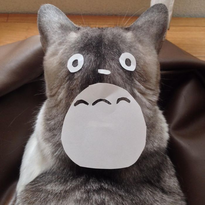 Cat Owners In Japan Are Turning Their Pets Into Totoro