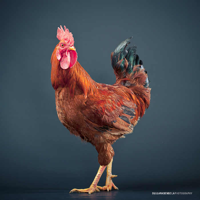 Portraits Of Moroccan Farm Roosters