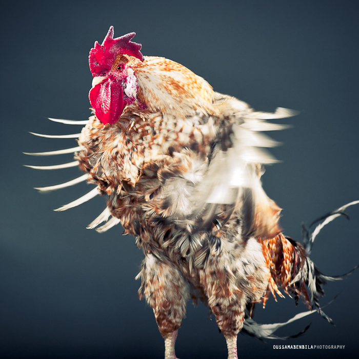 Portraits Of Moroccan Farm Roosters