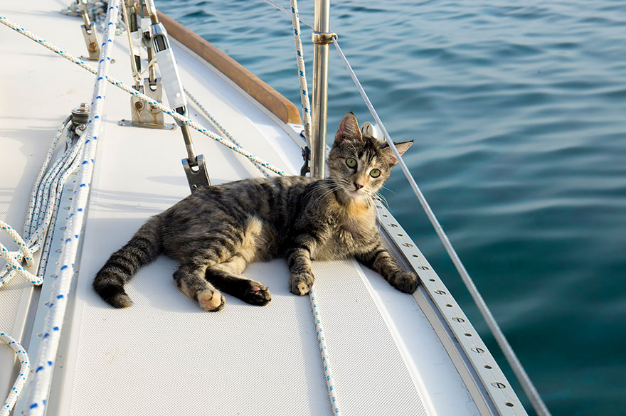 Couple Quits Jobs And Sells Everything To Travel The World With Their Cat