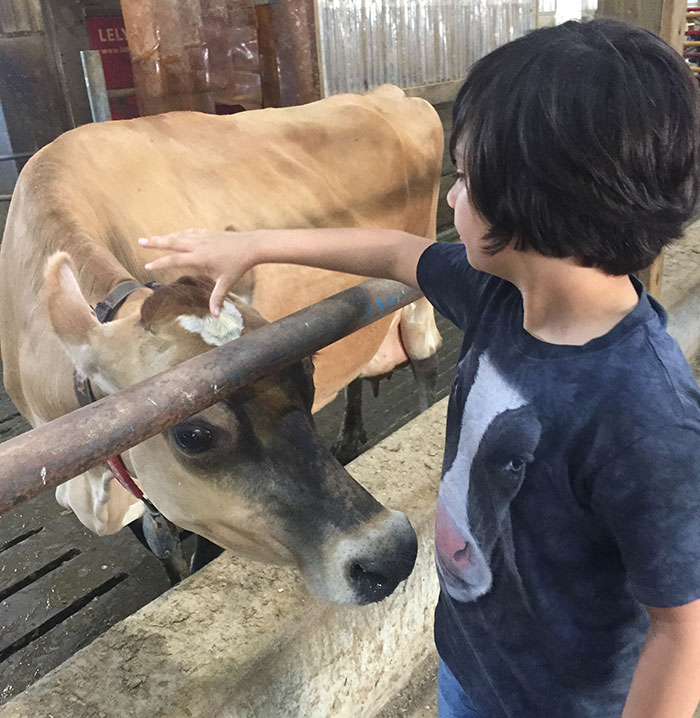Cow Amoosed By My Son’s Cow Shirt