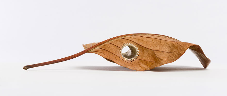 crocheted-leaf-art-susanna-bauer-1