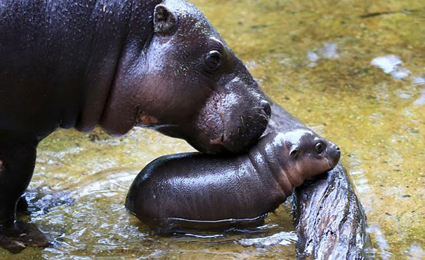 cute-baby-pygmy-hippopotamus-obi-melbourne-zoo-australia-1