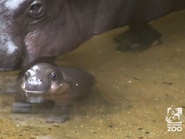 cute-baby-pygmy-hippopotamus-obi-melbourne-zoo-australia-10